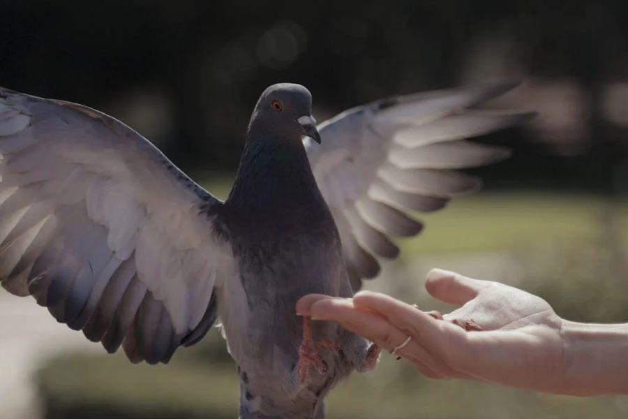 Bagaimana Cara Burung Merpati Menemukan Jalan Pulang?