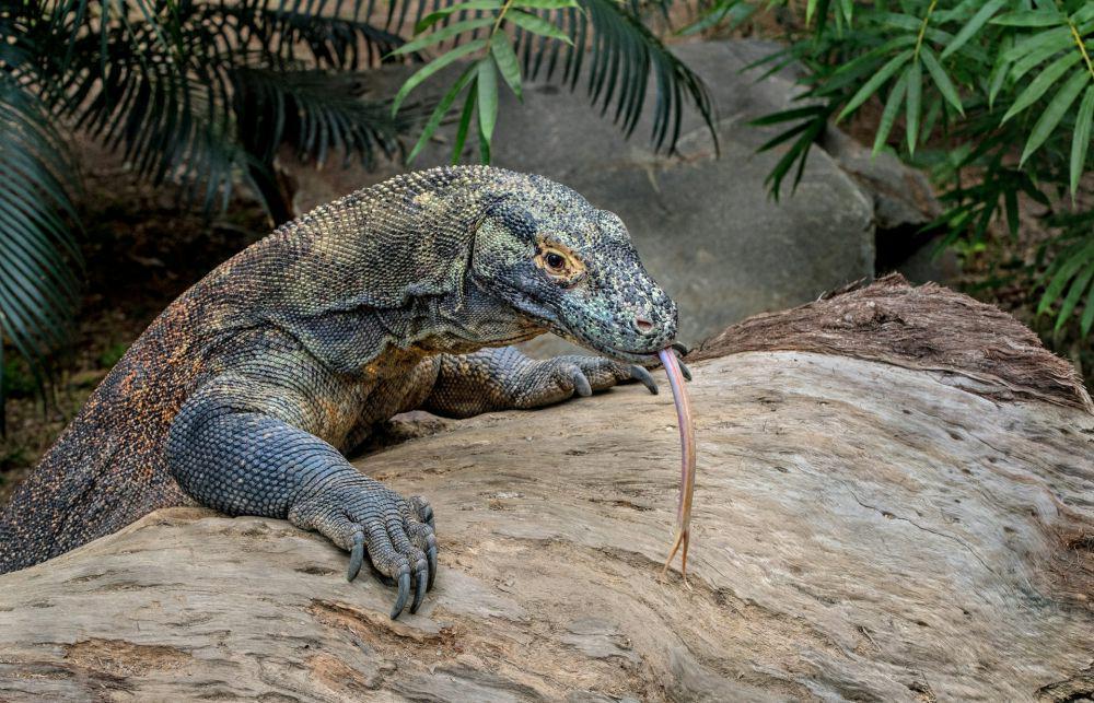 5 Spesies Biawak Terbesar yang saat ini Masih Hidup di Dunia