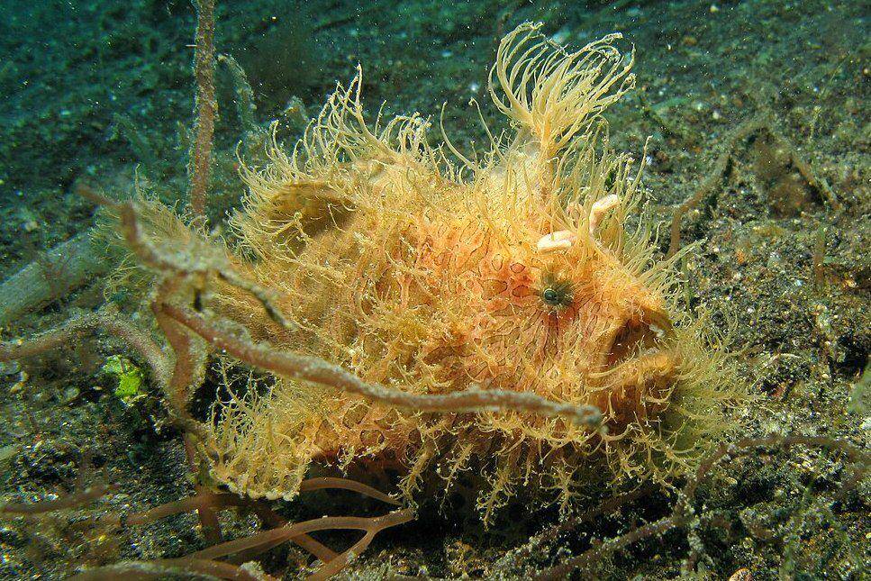 tampak sekujur tubuh striated frogfish (commons.wikimedia.org/Silke Baron)