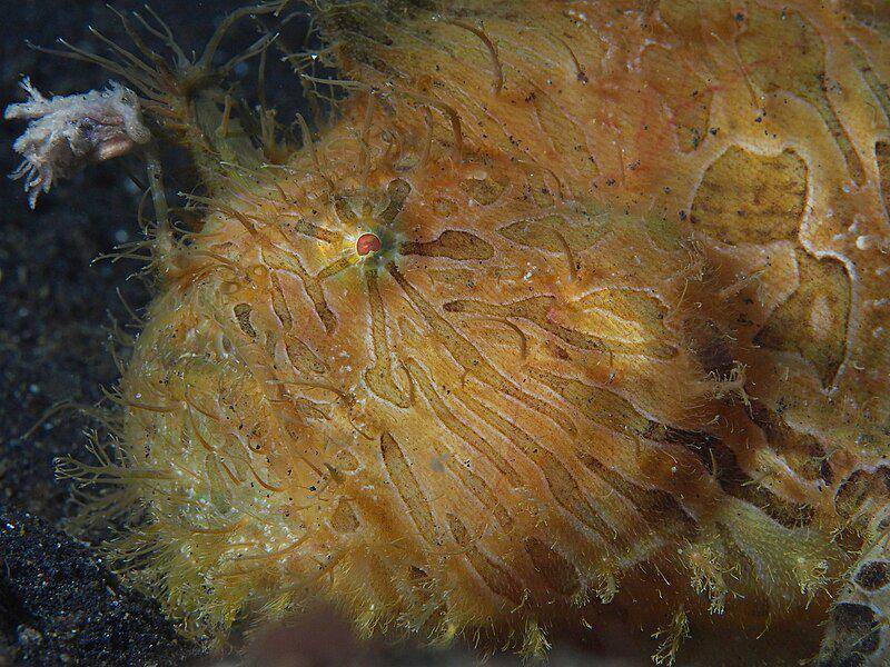 tampak dekat striated frogfish (commons.wikimedia.org/Rickard Zerpe)