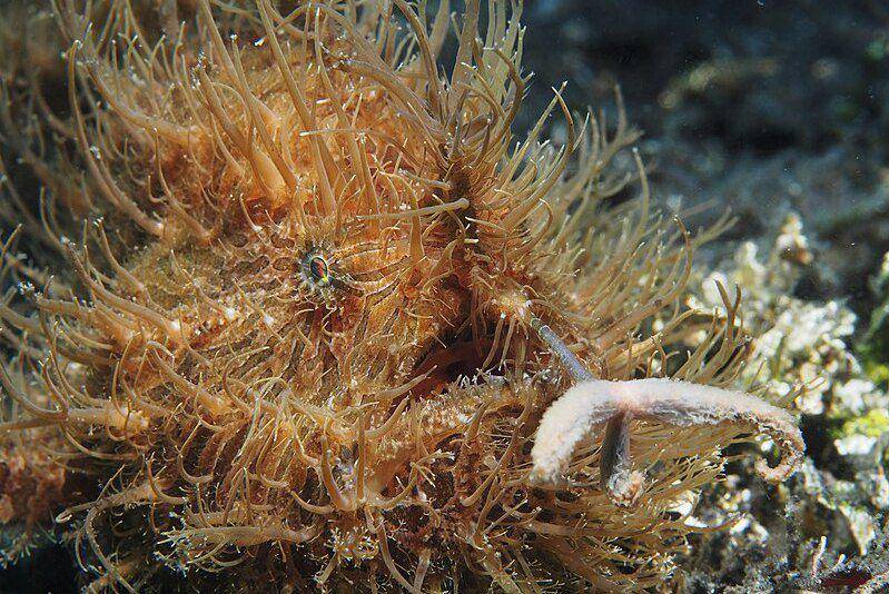 tampak dekat striated frogfish (commons.wikimedia.org/Rickard Zerpe)