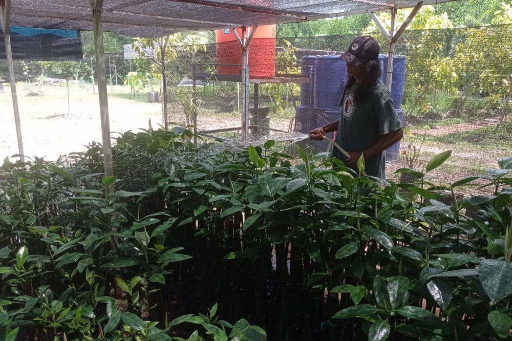 Tim NGO Akar Bhumi Indonesia saat melakukan penyiraman bibit bakau (IDN Times/Putra Gema Pamungkas)