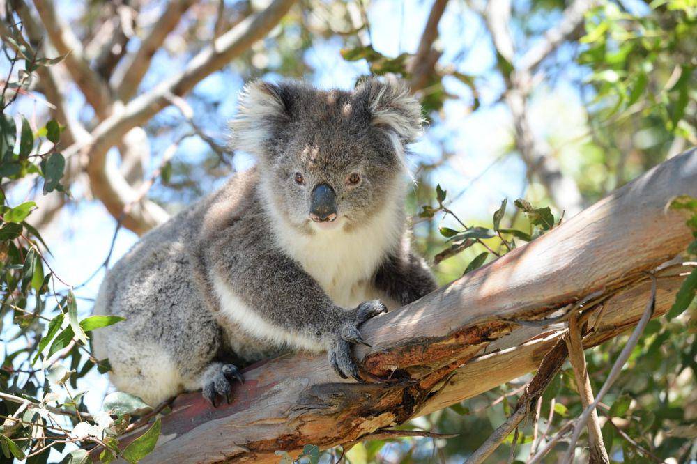 Koala memanjat pohon dengan cengkraman cakar yang kuat (pixabay.com/BeckyTregear)