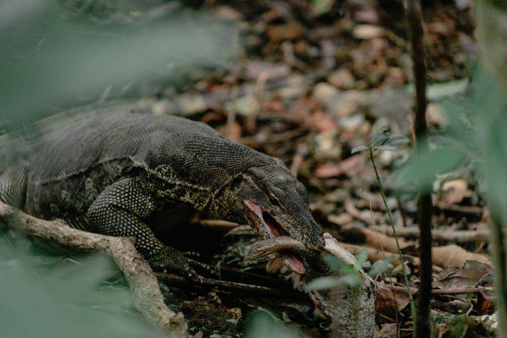 Biawak air asia (unsplash.com/Jeremy Kwok)
