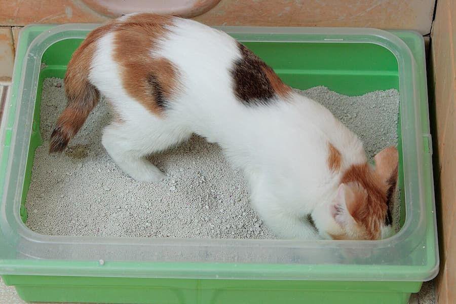 Kenapa Kucing Makan Pasir di Litter Box? Ini Penyebabnya
