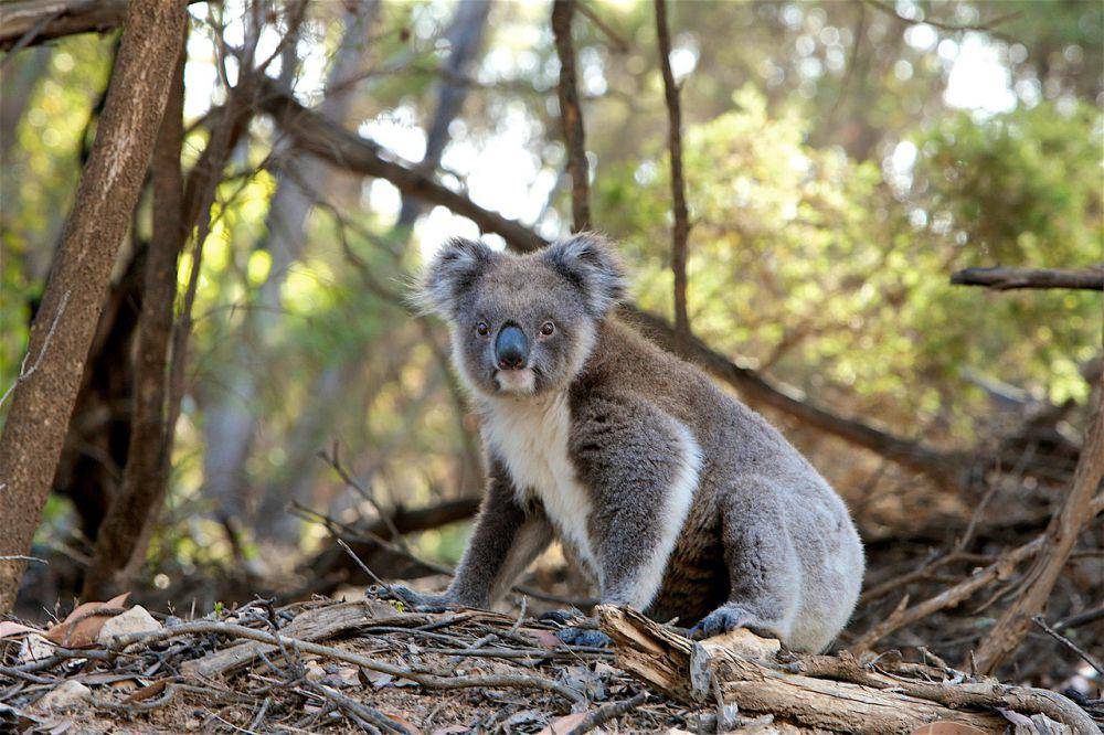 Koala termasuk hewan soliter (pixabay.com/Pexels)