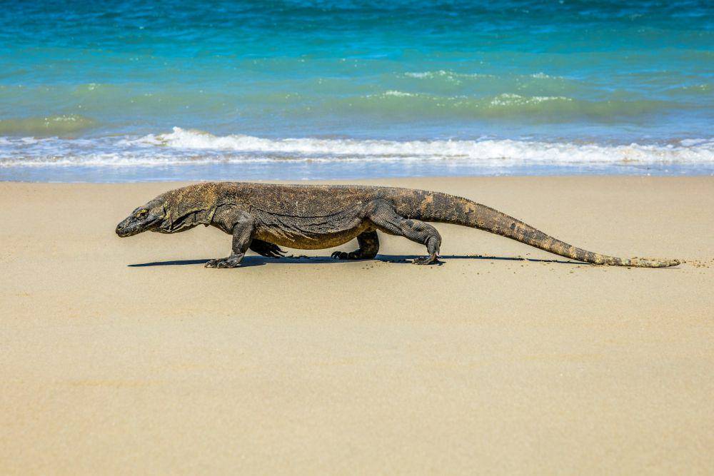 Komodo (unsplash.com/Mitch Hodiono)