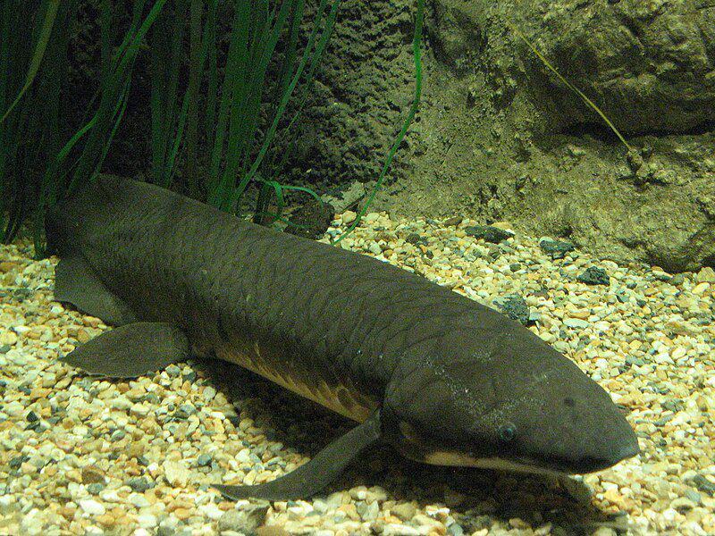 10 Fakta Unik Lungfish, Ada yang Bisa Hidup Lebih dari 100 Tahun!