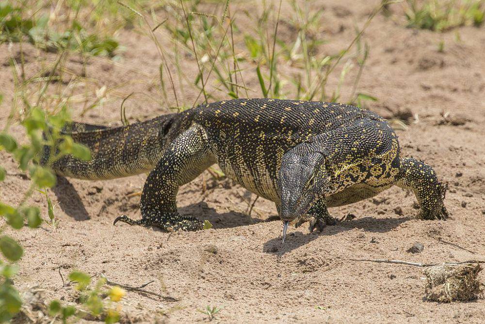 Biawak sungai nil (commons.wikimedia.org/Charles J. Sharp)