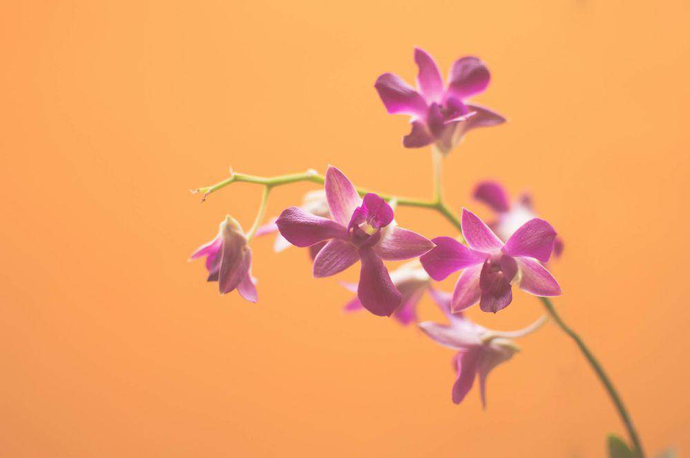 ilustrasi anggrek (pexels.com/Caio)