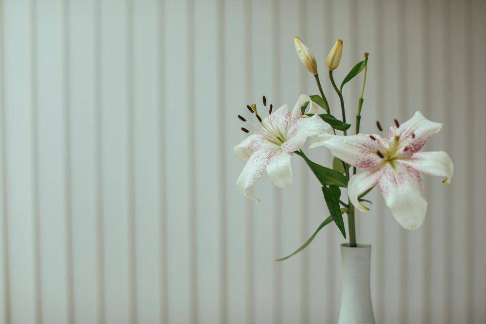 ilustrasi lily (pexels.com/Cup of Couple)