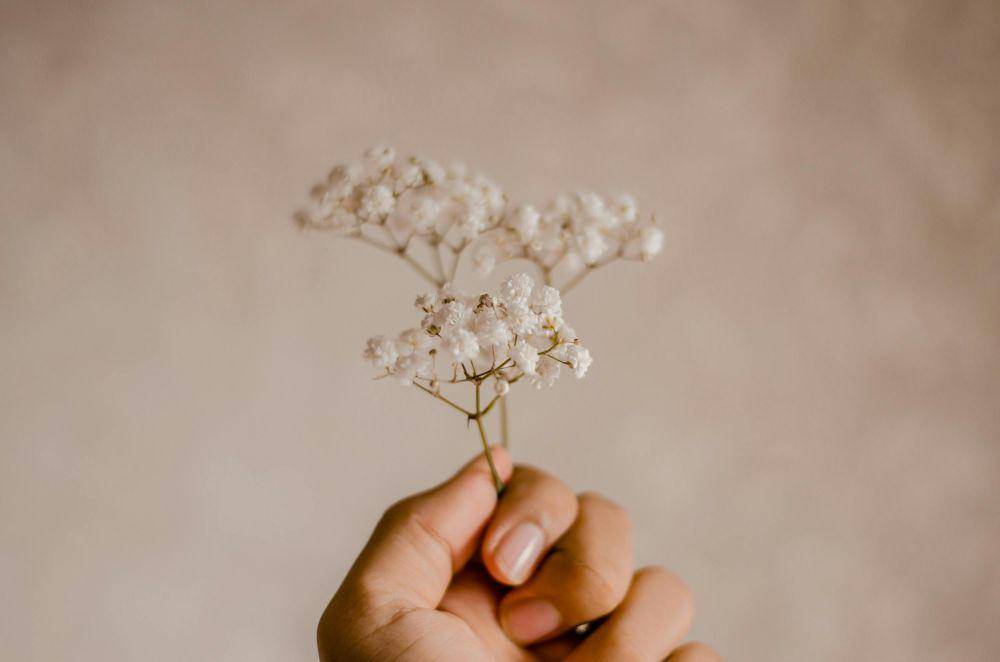ilustrasi baby’s breath (pexels.com/Italo Melo)