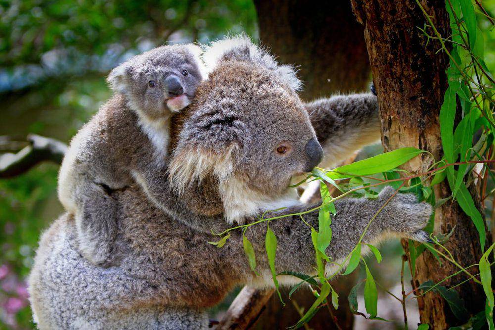 Joey si bayi koala dan induknya (pexels.com/Pixabay)