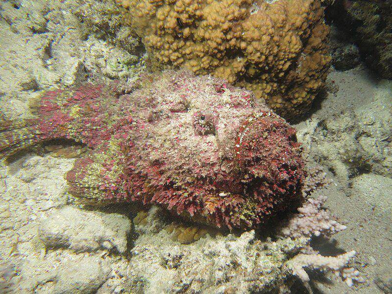 stonefish synanceia verrucosa (commons.wikimedia.org/Jerome Paillet)