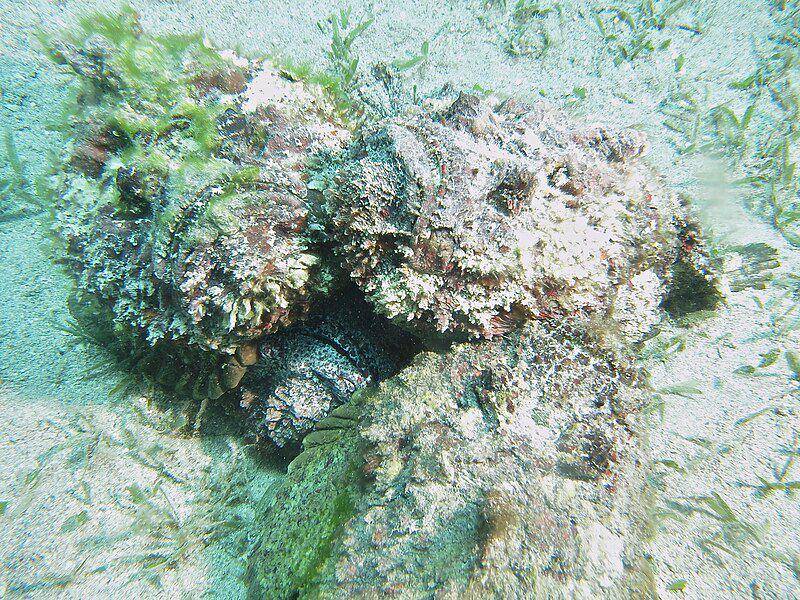 stonefish (commons.wikimedia.org/Jerome Paillet)