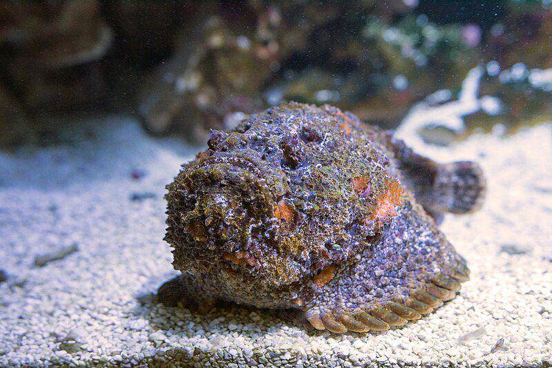 stonefish (commons.wikimedia.org/Linie29)