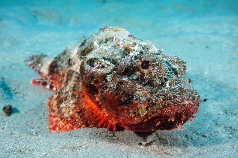 stonefish (factanimal.com)