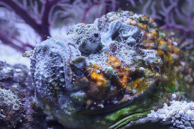 stonefish (commons.wikimedia.org/Kramthenik27)