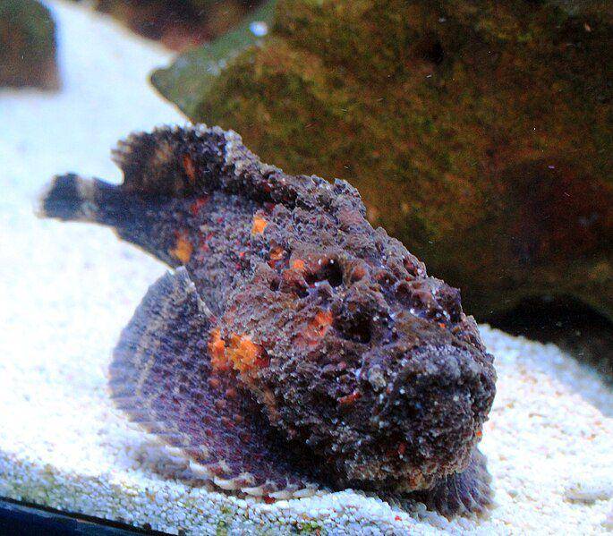 stonefish synanceia verrucosa (commons.wikimedia.org/Karelj)