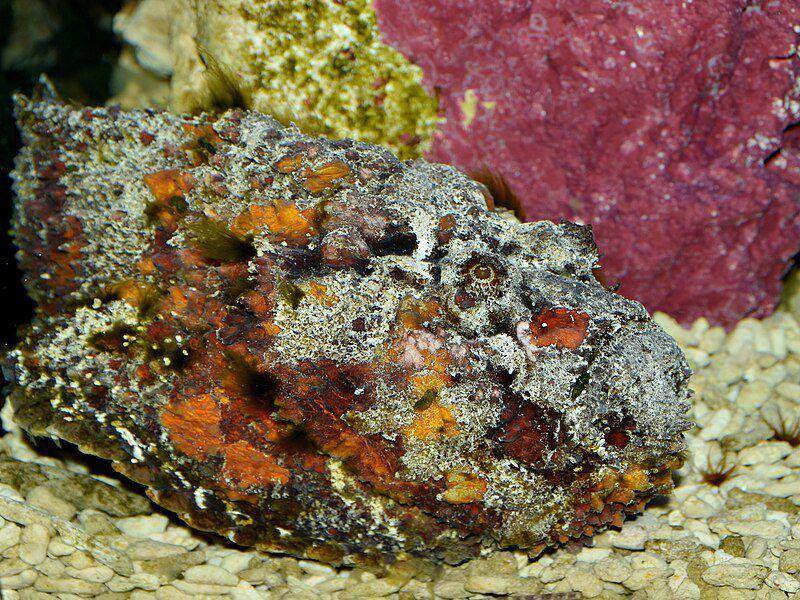 stonefish (commons.wikimedia.org/NasserHalaweh)