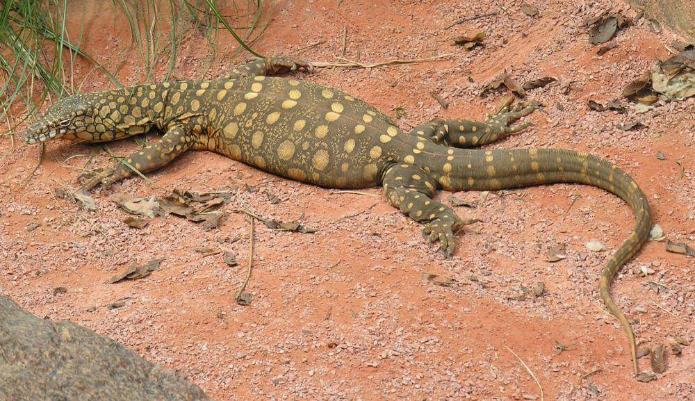 Biawak perentie (commons.wikimedia.org/Greg Goebel)