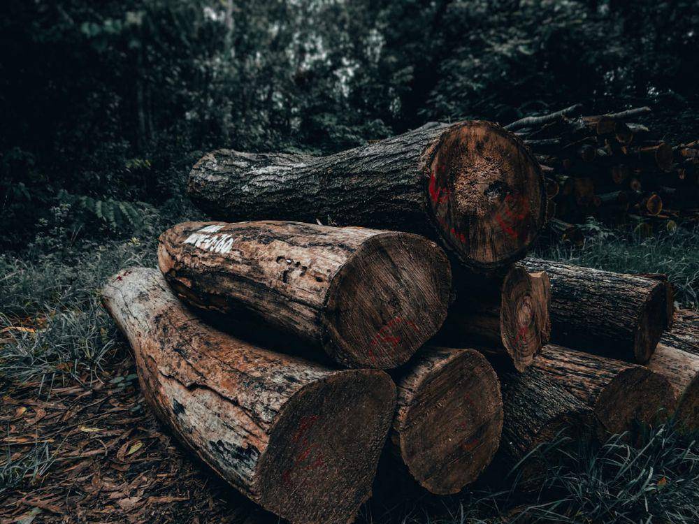 ilustrasi sebatang kayu (pexels.com/Sharad Bhat)