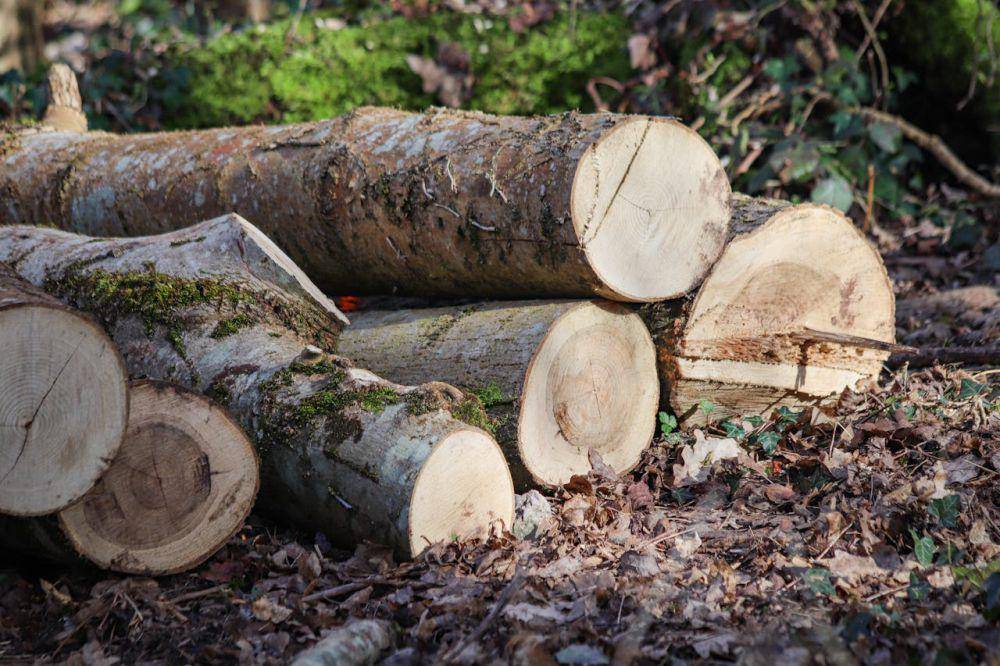 ilustrasi sebatang kayu (pexels.com/Boys in Bristol Photography)