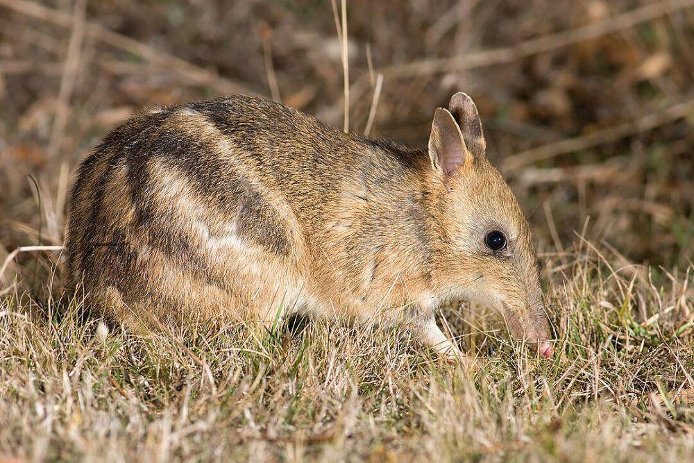 Bandicoot (Wikimedia Commons/JJ Harrison)