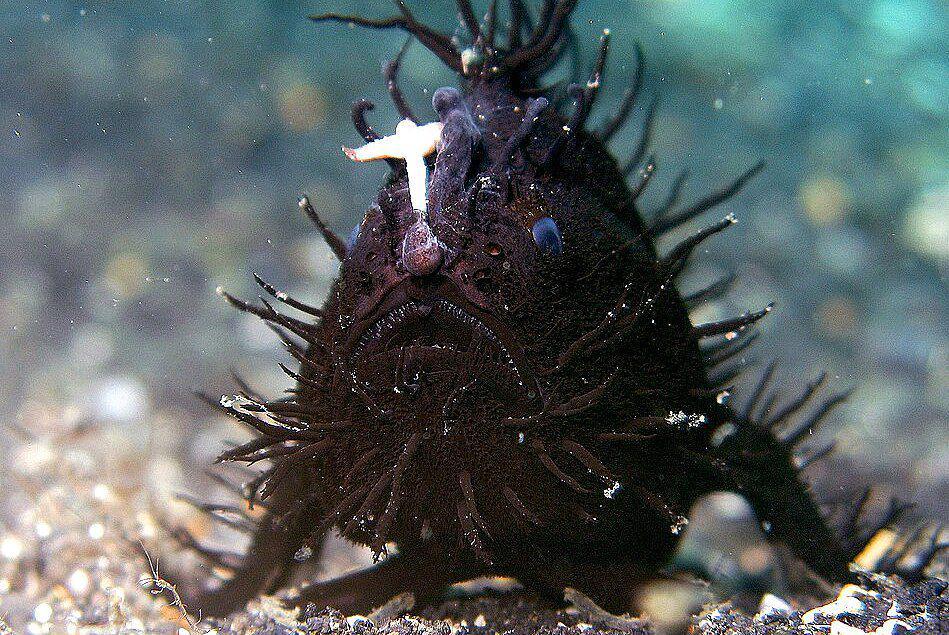 7 Fakta Unik Striated Frogfish, Ikan Berambut dari Perairan Indonesia
