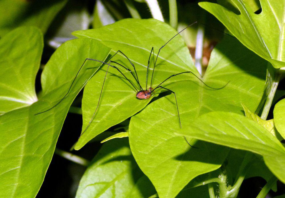 4 Fakta Daddy Longlegs, Hewan yang Sering Dikira Mirip Laba-laba