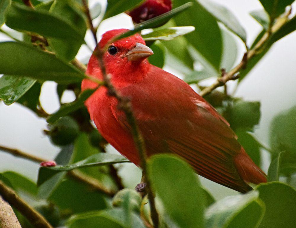 5 Burung Kicau Mungil dari Genus Piranga yang Hidup di Meksiko