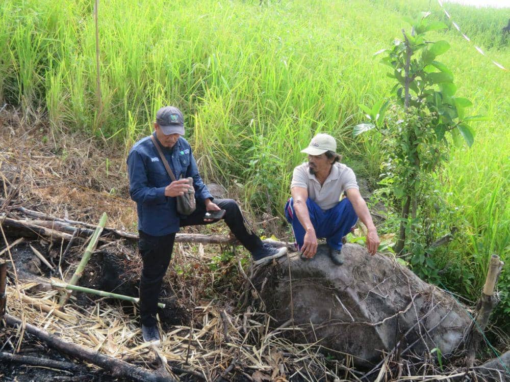Waspada! Jejak Harimau Ditemukan di Area Sawah Warga Pesisir Barat