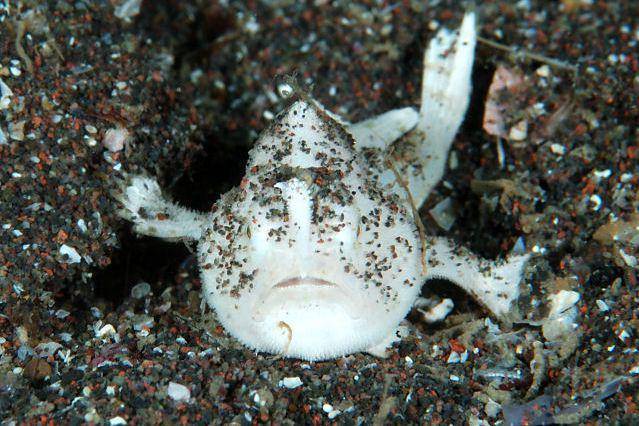 tampilan striated frogfish berwarna putih (commons.wikimedia.org/Izuzuki)