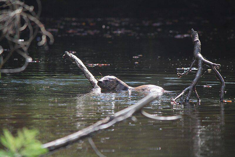 Berang-berang sungai selatan selalu hidup di daerah dengan vegetasi lebat supaya bisa kabur dengan mudah ketika mendeteksi ancaman. (commons.wikimedia.org/Víctor Vidal Echeverría)