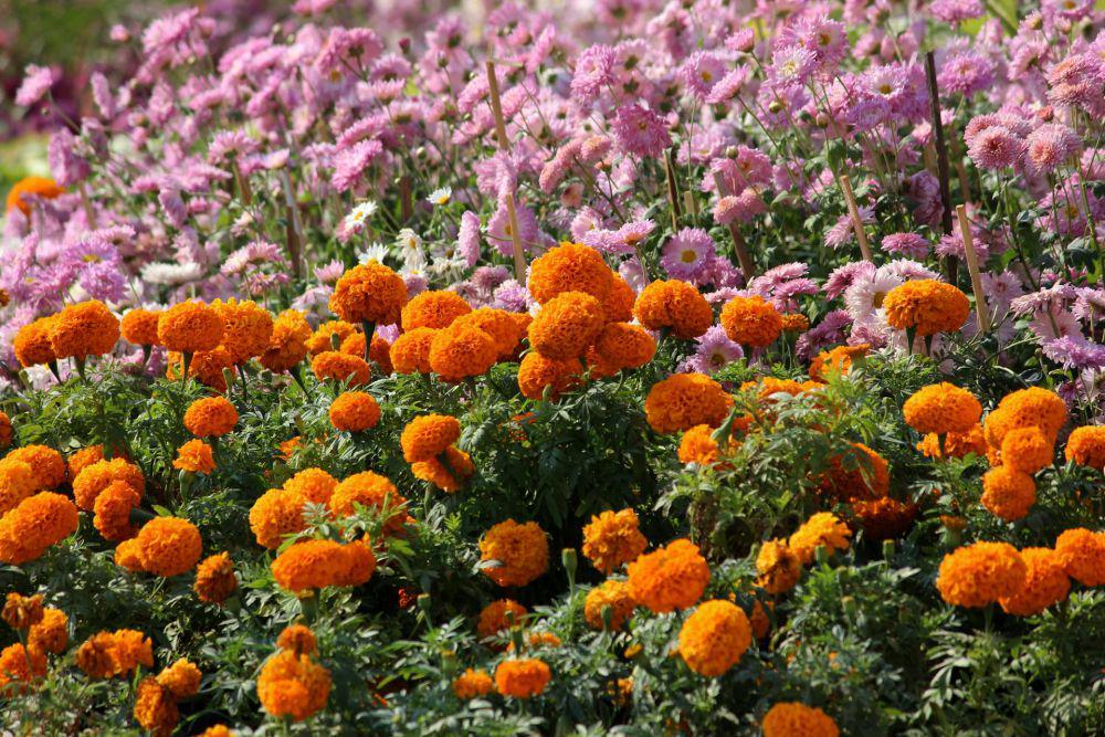 5 Manfaat Tersembunyi Marigold yang Tidak Banyak Orang Tahu