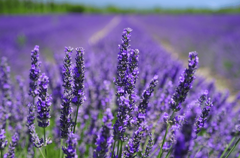 ilustrasi lavender (pixabay.com/Hans)