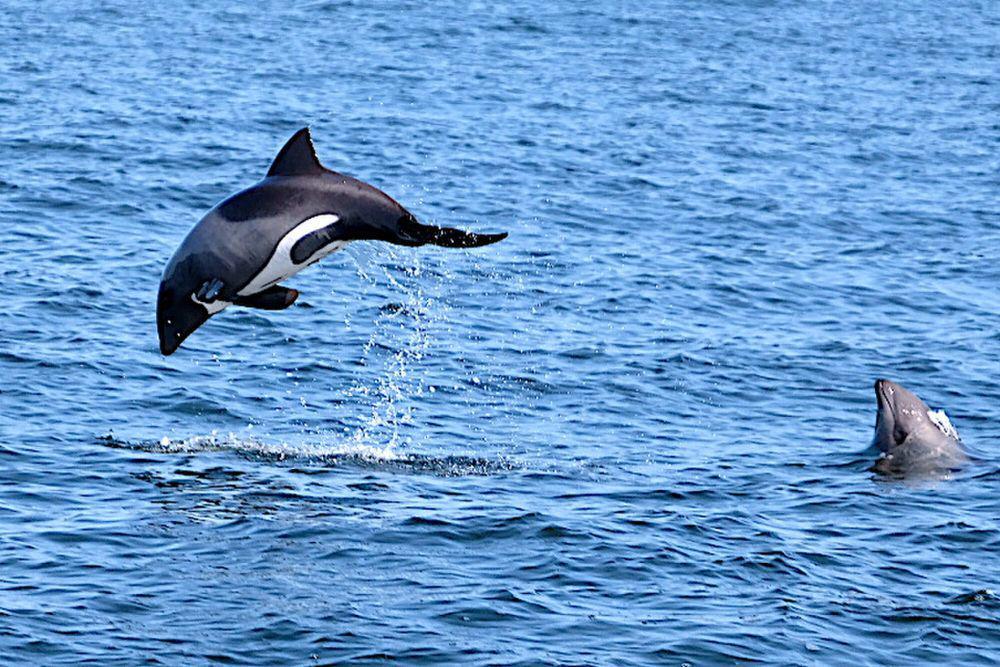 5 Fakta Heaviside's Dolphin, Suka Perairan Dingin yang Sejuk