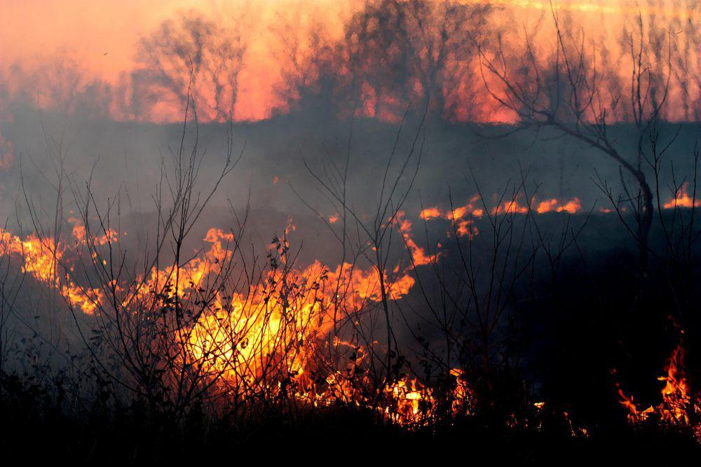 Israel Darurat Nasional akibat Kebakaran Hutan, Harapkan Bantuan Asing