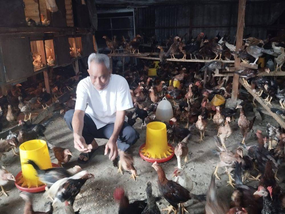 Peternakan ayam kampung di binjai milik Mbak Sri (IDN Times/ Bambang Suhandoko)