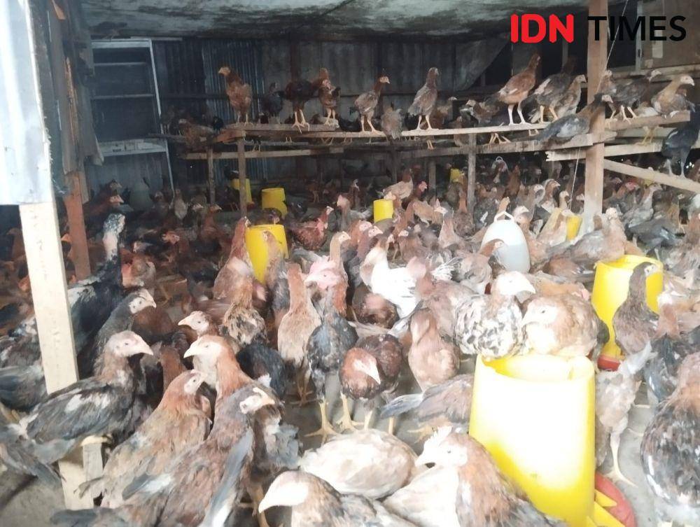 Peternakan ayam kampung di binjai milik Mbak Sri (IDNTimes/ Bambang Suhandoko)