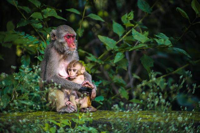 Ibu dan Anak Monyet (Pixabay)