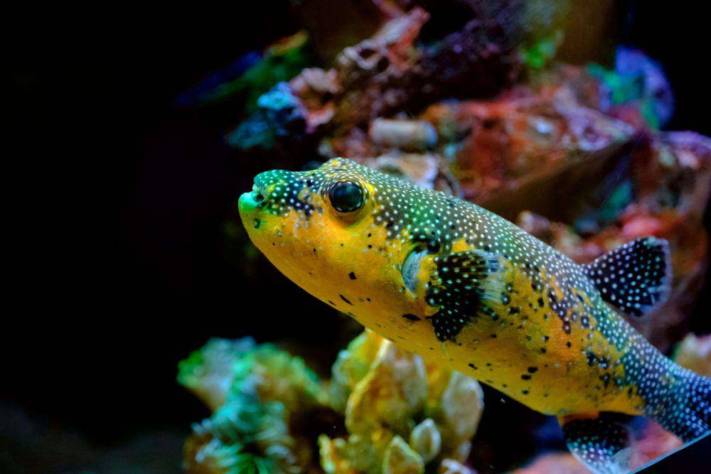 Ilustrasi ikan pufferfish (pexels.com/limoo)