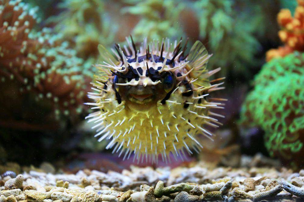 Ilustrasi ikan pufferfish (pexels.com/Jeffry S.S.)