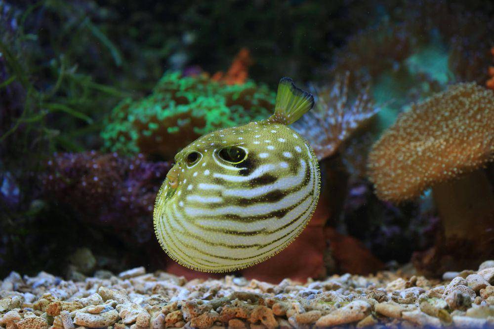 Ilustrasi ikan pufferfish (pexels.com/Jeffry S.S.)
