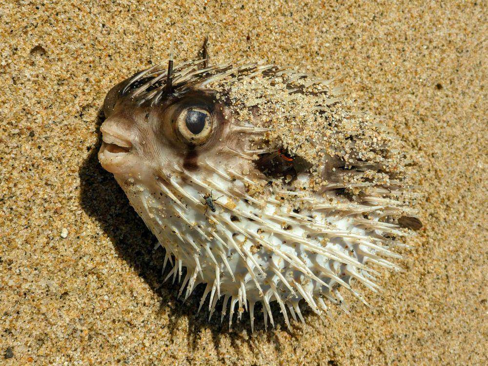 Ilustrasi ikan pufferfish (pexels.com/Stockfilm.com)