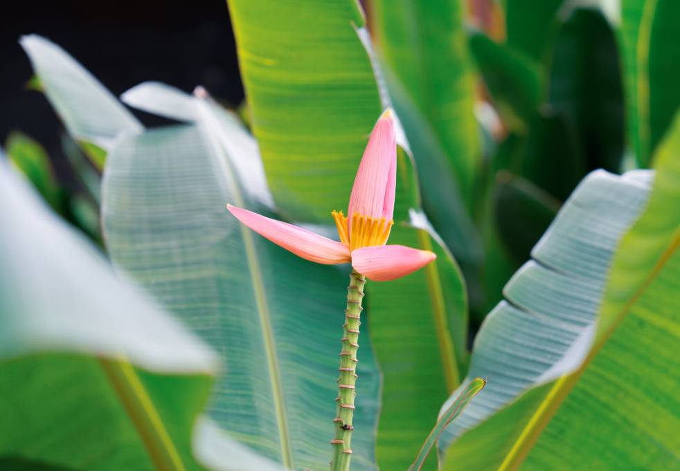 ilustrasi pisang hias (unsplash.com/Nicolas Spehler)