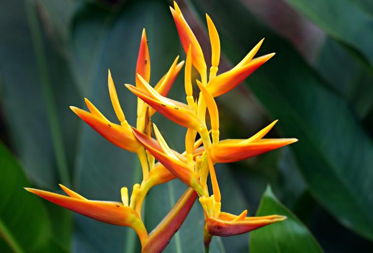 5 Tanaman Hias yang Cocok untuk Taman Bergaya Tropis