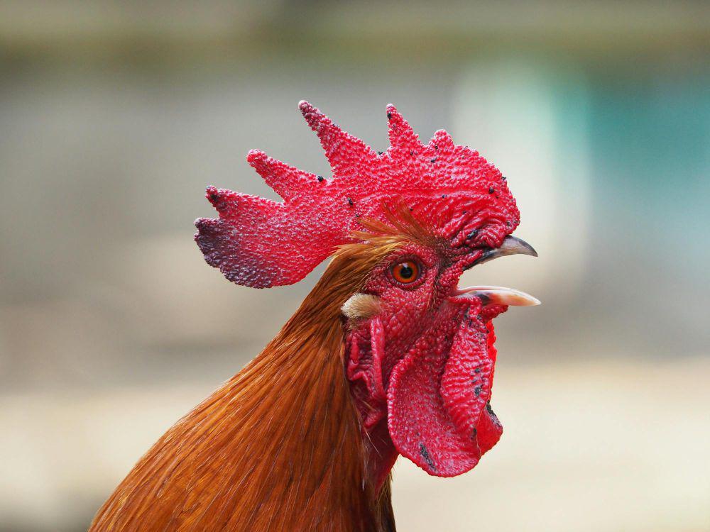 5 Fakta Ilmiah Jengger Ayam Jago, Apa Fungsinya?