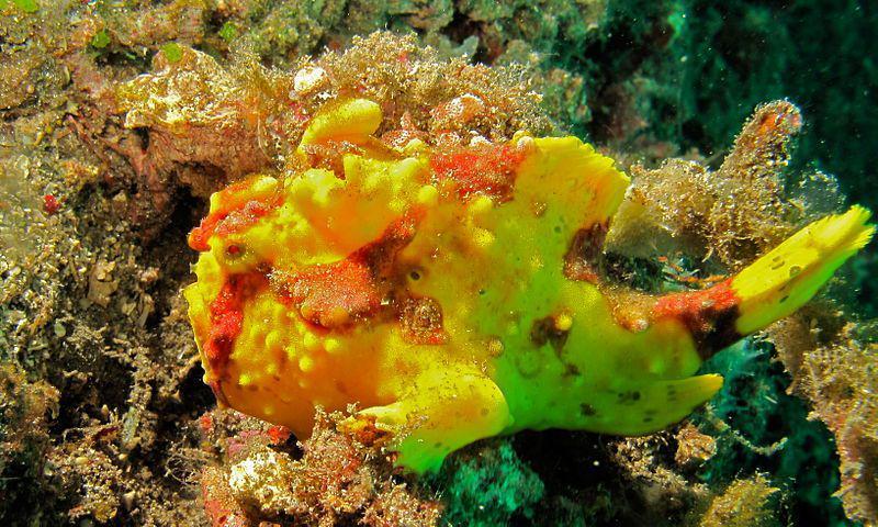 7 Fakta Unik Frogfish, Ikan dalam Kelompok Perenang Gerak Lambat