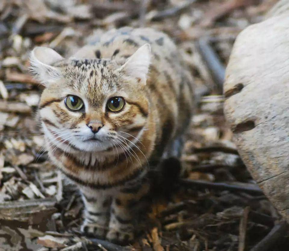 black footed cats (ourmidland.com)